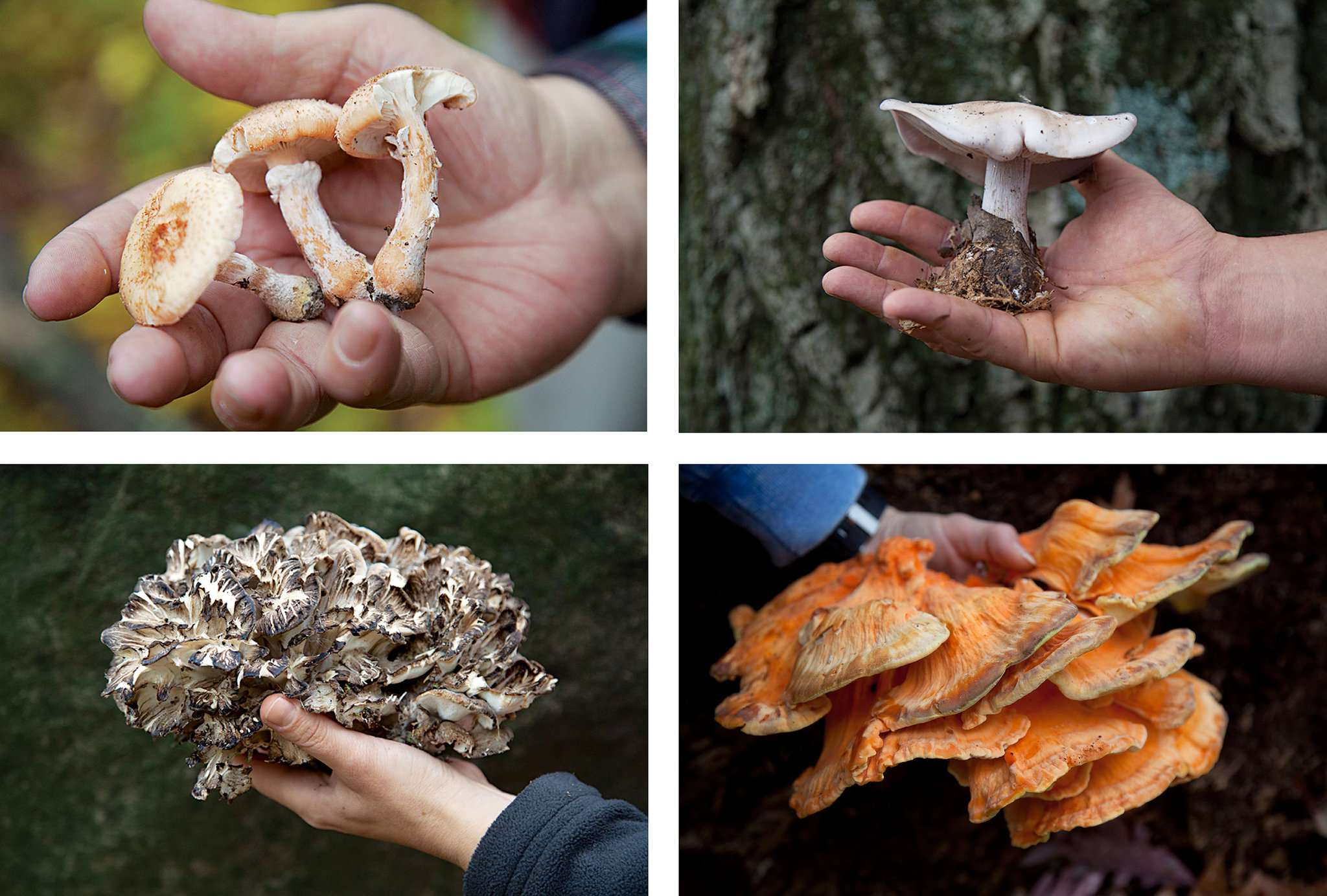 Mushrooms: The Cool and Tricky Story of a Guy